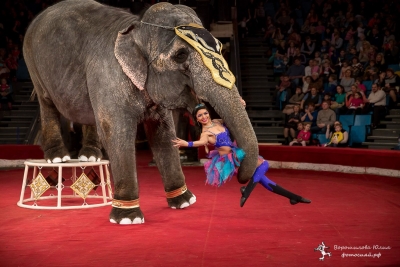 Сергей Гулевич, дрессировщик Варшавского цирка: У нас со слонами полное взаимопонимание