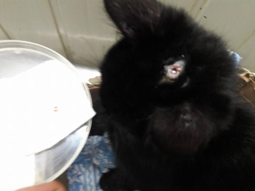 Фото Челябинский ветеринар спас котенка с пулей в голове