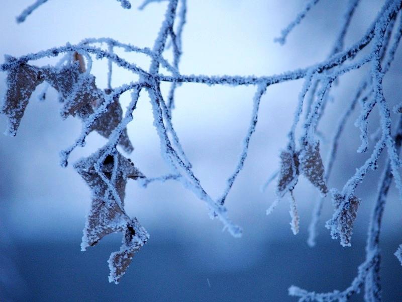 Фото По Григорьеву дню предсказывают погоду будущей зимы