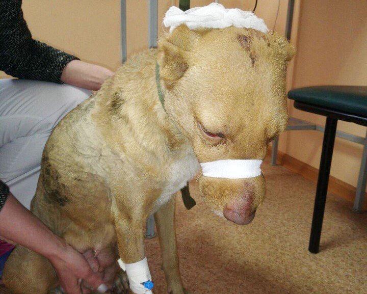 Фото В Магнитогорске  собаку жестоко избили, отрезали уши и посадили в мусорный бак