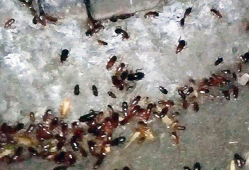 Фото Челябинск атаковали  рыжие тараканы