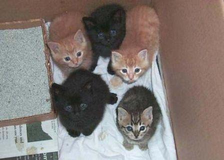 Фото Сердобольная жительница Челябинска не дала умереть 16-ти котятам