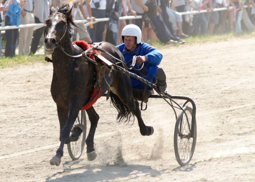 Фото Разыгран двадцатый Кубок губернатора по конному спорту
