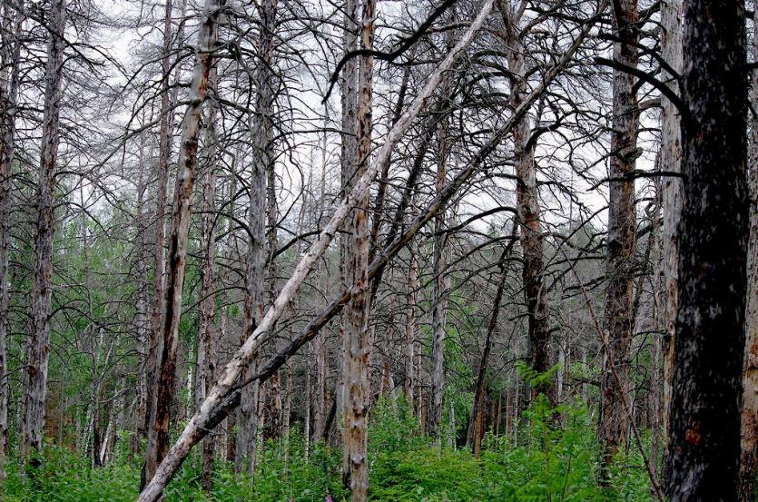 Фото В городском бору Челябинска начинают обрезать деревья