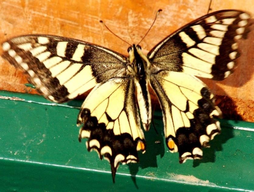 Фото На огонек челябинского «Колизея» часто залетали «ночные бабочки»
