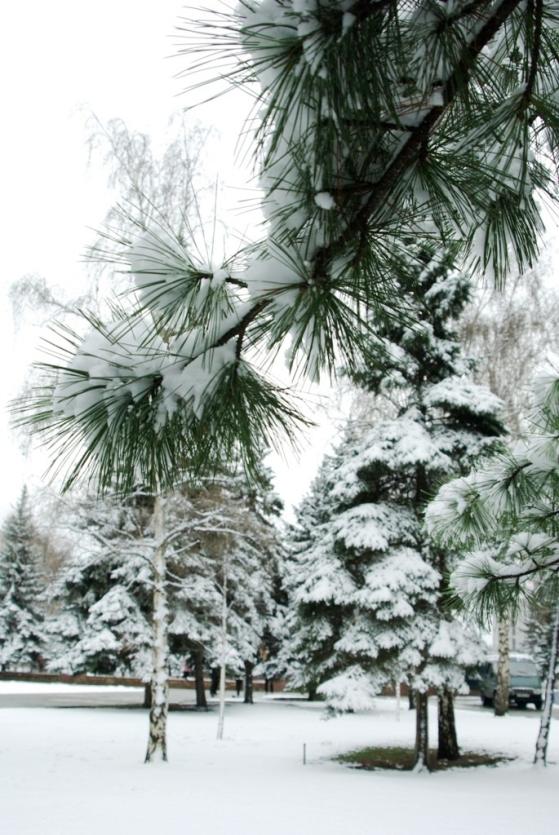 Фото Челябинскую область май приветствовал снегопадом 