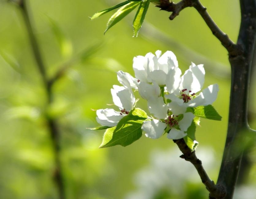 Фото В Челябинской области тепло, цветут яблони