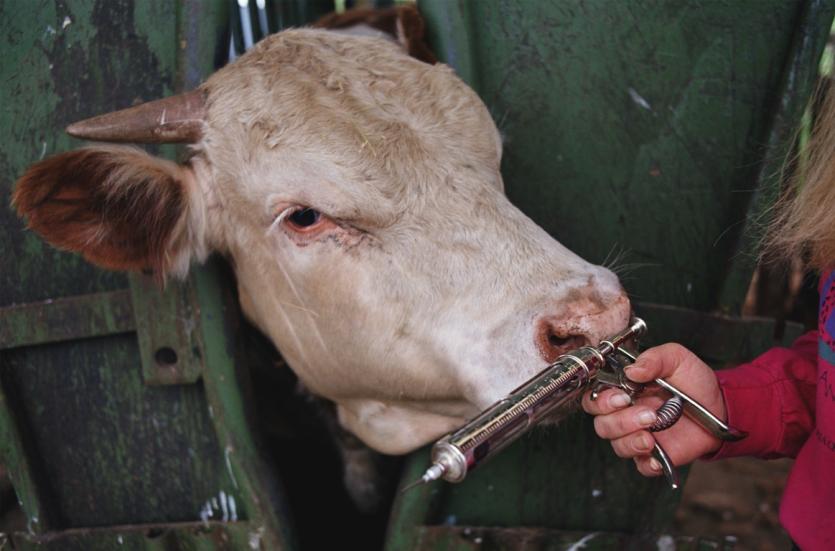 Фото Вступление России в ВТО даст мощный толчок развитию мясного животноводства в Челябинской области