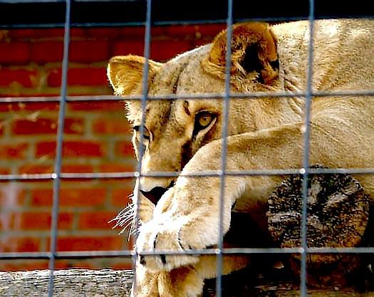 Фото В Челябинском зоопарке будут чествовать царя зверей