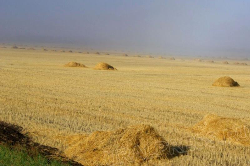 Фото Челябинская область планирует покрыть дефицит пшеницы