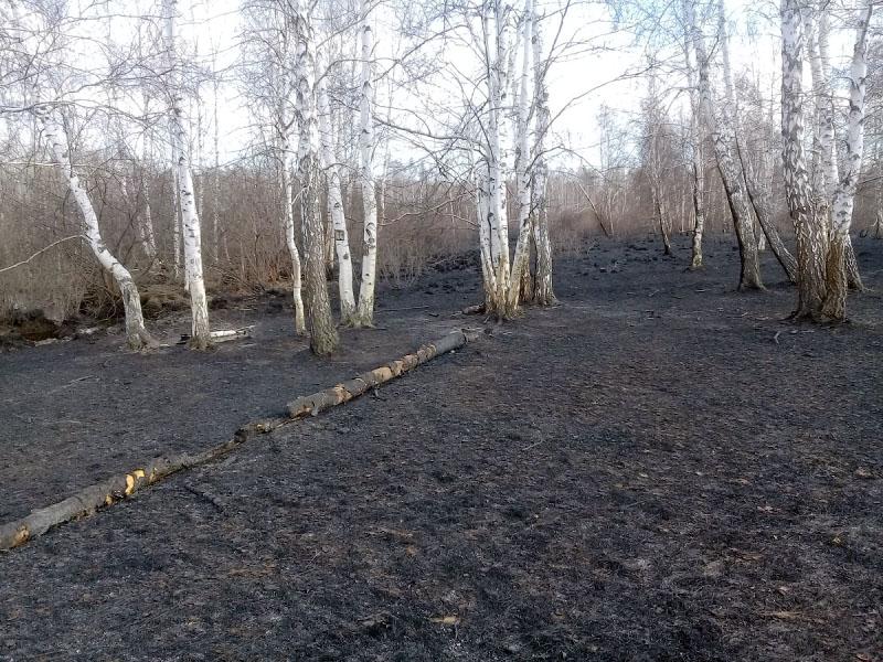 Фото В Челябинской области задержан поджигатель сухой травы