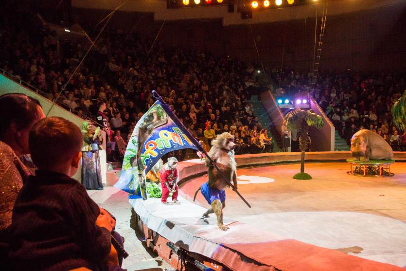 Фото В челябинском цирке грядет премьера нового грандиозного шоу для всей семьи