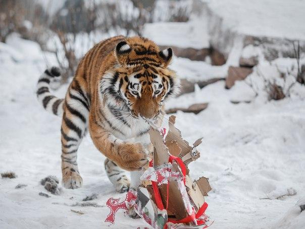 Фото Челябинский зоопарк приглашает волонтеров, обещая приятные моменты
