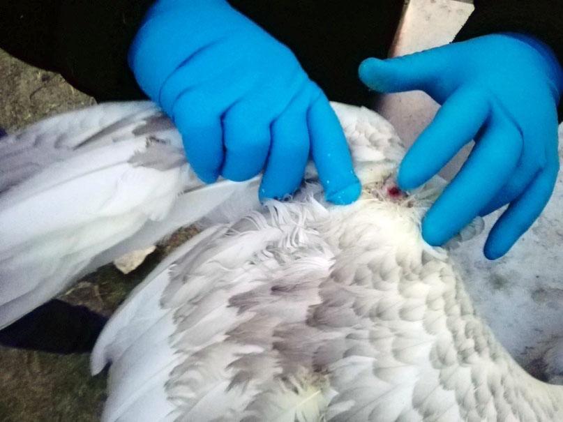Фото В Челябинске спасают раненного на Увильдах птенца лебедя-шипуна