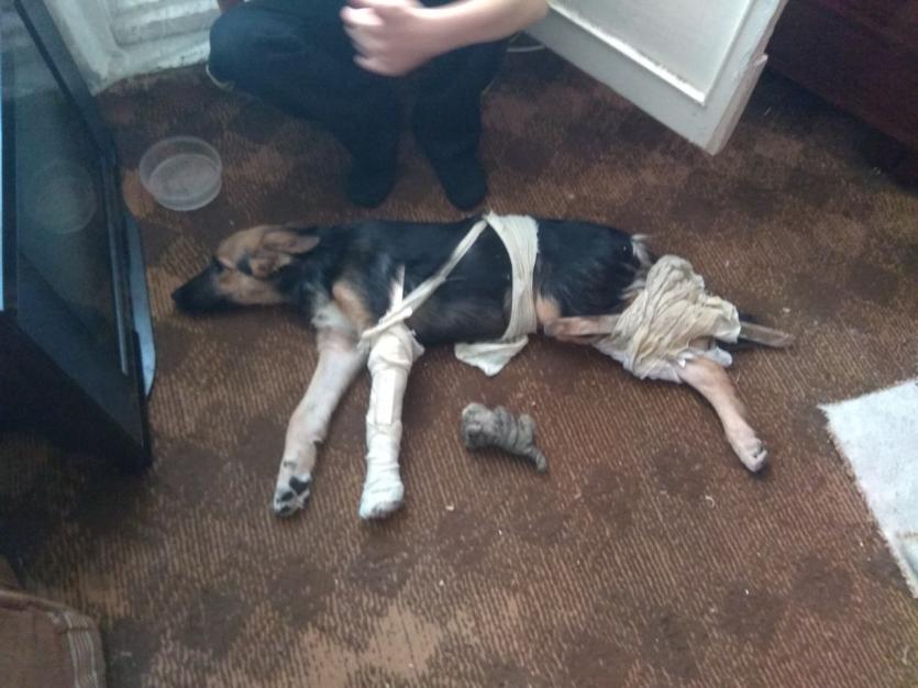 Фото Жительница Челябинска на глазах у сына сбросила щенка с шестого этажа