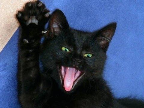 Фото Камерный театр встал на защиту черных кошек