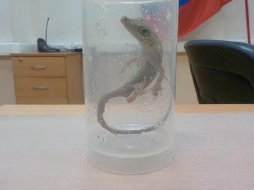 Фото Житель Челябинска пытался вывести в Германию редких рептилий и амфибий
