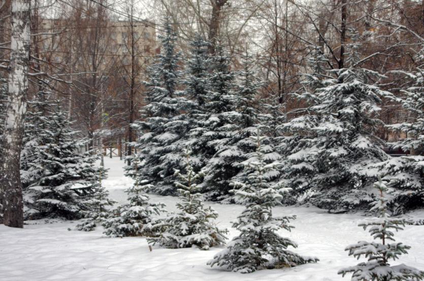 Фото В Сочельник в Челябинской области снег, метели и порывистый ветер