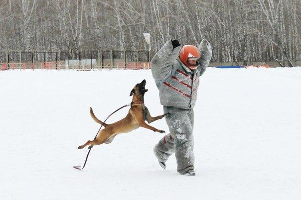 Фото В Челябинске пройдет первый в городе Мастершафт по дрессировке собак