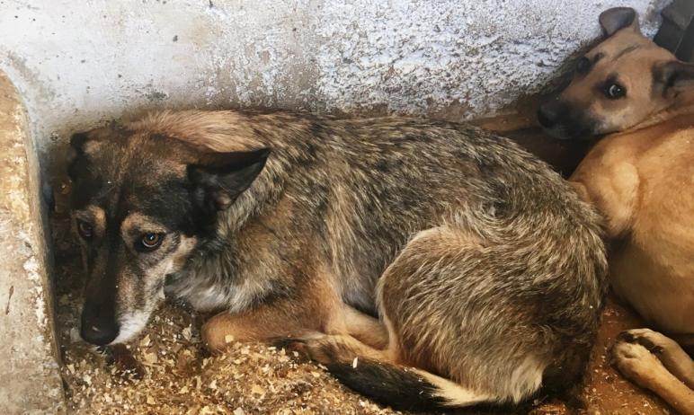 Фото В Челябинской области потратят 100 миллионов рублей на бездомных животных