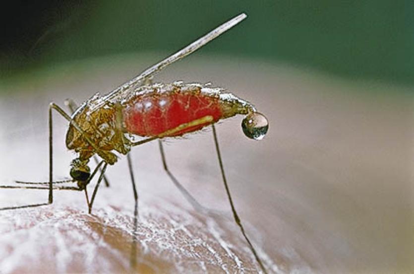 Фото В Челябинскую область привезли малярию
