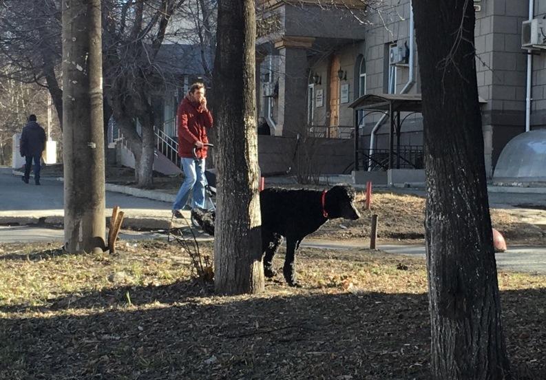 Фото Елистратову предложили вести пропаганду «чистого» выгула собак
