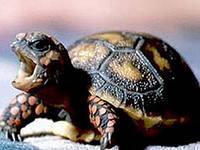 Фото В Челябинске ребенок не накормил черепаху – отчим избил его рептилией