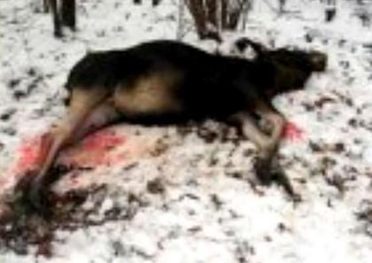 Фото За убитого лося в Анненском заказнике браконьер заплатит 250 тысяч