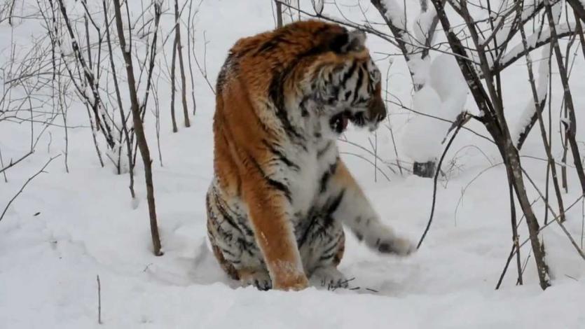 Фото Спасенный в Челябинске амурский тигр Жорик влюбил в себя большую дикую кошку 