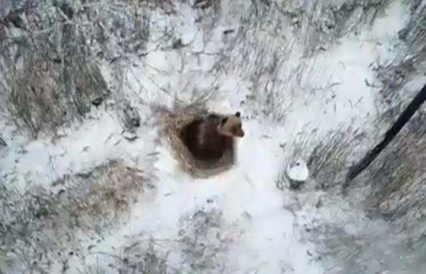 Фото По Снежинску бродит медведь-шатун