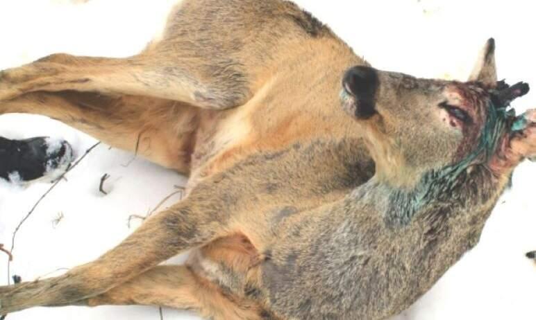 Фото В нацпарке «Зюраткуль» собака посетителя напала на косулю Мурку