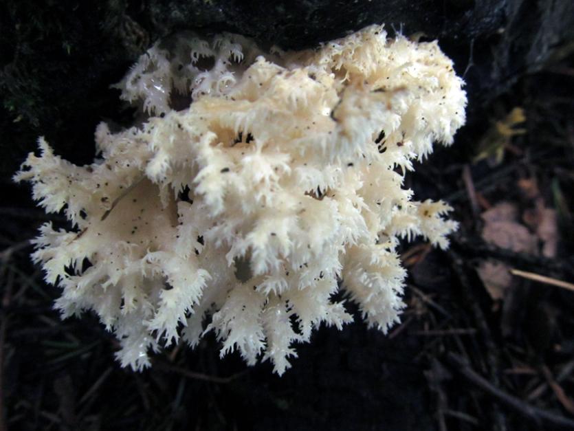 Фото На Таганае нашли уникальный гриб - коралловидный рогатик
