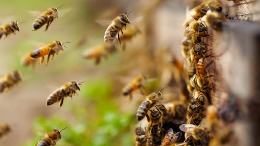 Фото Челябинск атакует рой пчел