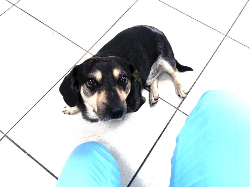 Фото В Миассе израненная собака приползла к людям за помощью