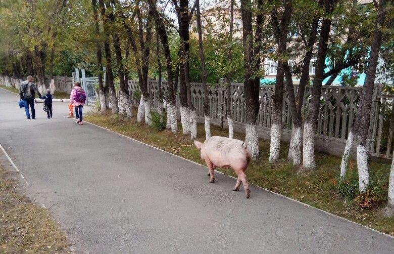 Фото По улицам Челябинска гуляет свиноматка