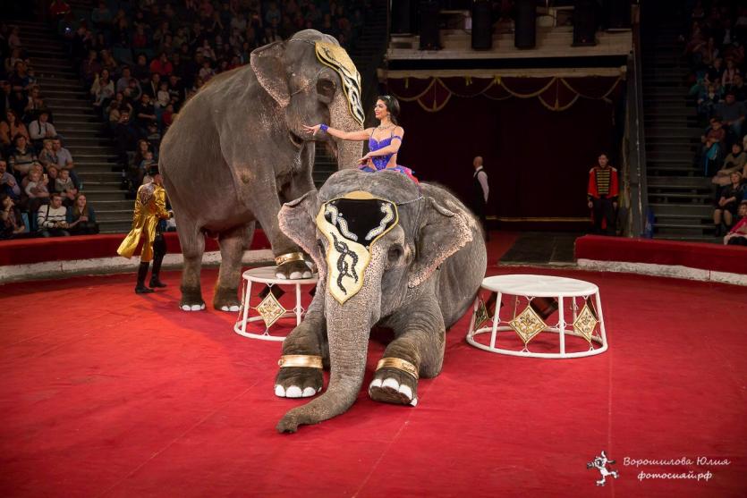 Фото Сергей Гулевич, дрессировщик Варшавского цирка: У нас со слонами полное взаимопонимание