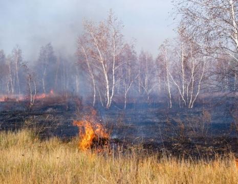 Фото В России введут штрафы за невыполнение профилактических мероприятий по лесным пожарам