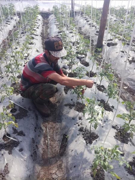Фото В Сосновском районе помидоры и огурцы выращивают нелегалы