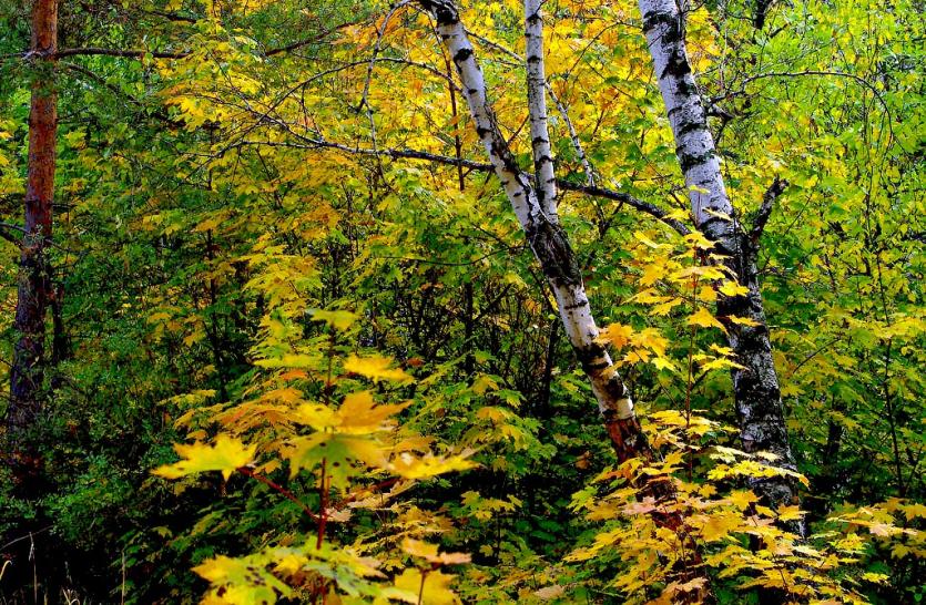 Фото Центр Челябинска осенят «есенинские» деревья