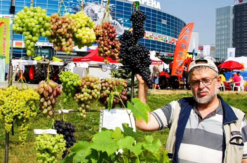 Фото В Челябинской области большой праздник винограда