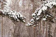 Фото Выходные в Челябинской области будут холодными и снежными