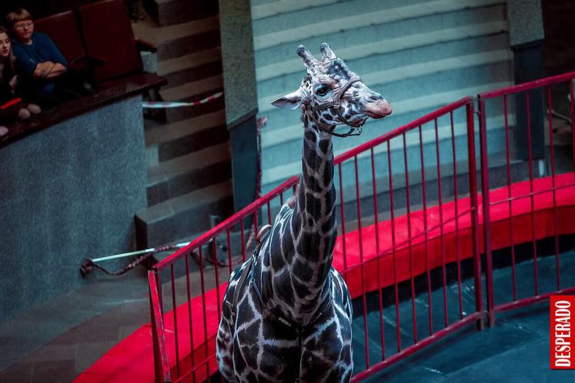 Фото Челябинцы увидят уникальное «Жираф Шоу» с участием экзотических животных