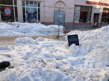 Фото Власти Челябинска высказались по поводу ситуации с даурскими лиственницами
