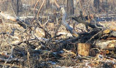 Фото Остановят ли вырубку леса в поселке Рощино?