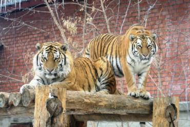 Фото Праздничный обед для тигров устроят в челябинском зоопарке