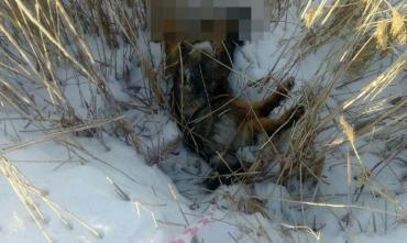 Фото В Копейске неизвестный расстрелял собаку прямо на территории школы