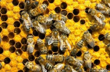Фото Как не удалось заставить  пчелиный рой жить по закону