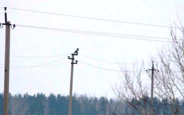Фото После гибели краснокнижной совы от удара тока «Челябэнерго» усилит безопасность на ЛЭП