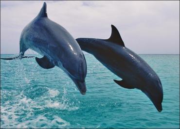 Фото Интересы США у побережья Крыма предложено отстаивать боевым дельфинам и морским львам, после столкновения с российским РЭБ «Хибины» моряки рисковать не хотят