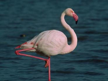 Фото Заблудшего в Магнитогорске  розового фламинго отправят в зоопарк